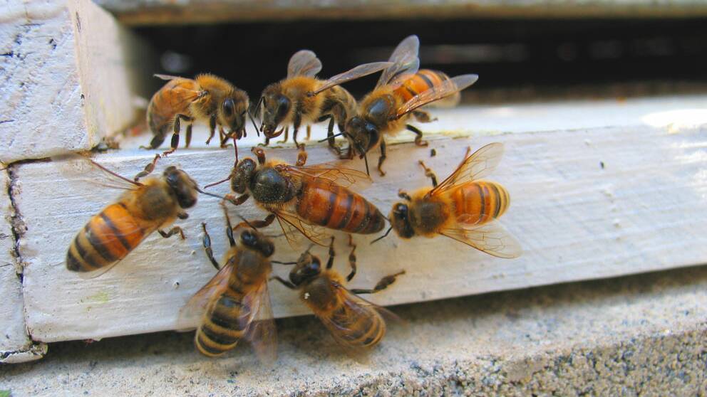 Bees outside of a hive. Picture by Jude Keogh
