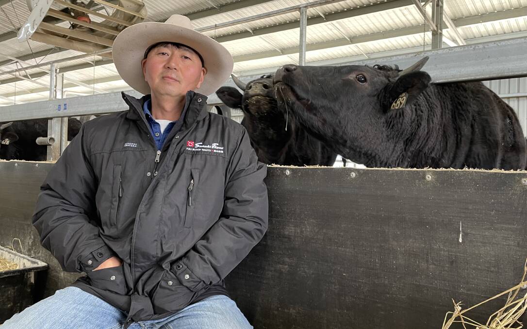 Takao Suzuki in his traditional Japanese Wagyu growing and finishing system near Bathurst. Photo: Andrew Norris