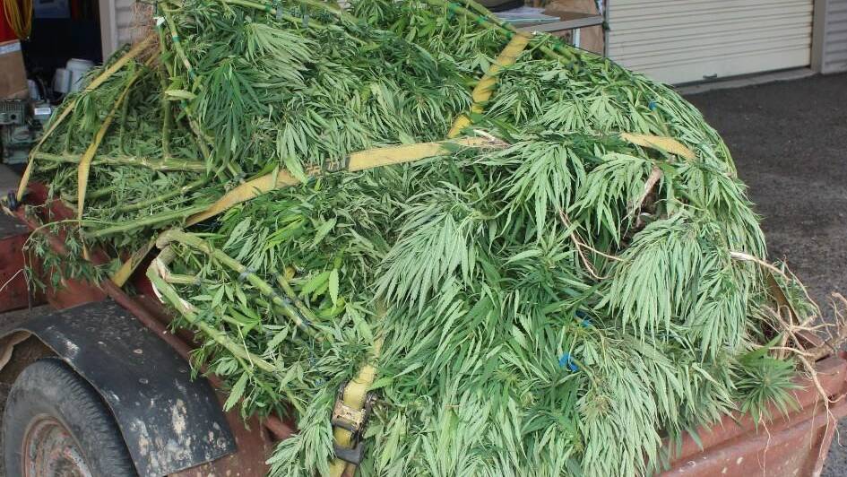 Cannabis drug busts in the Mid-Western region
