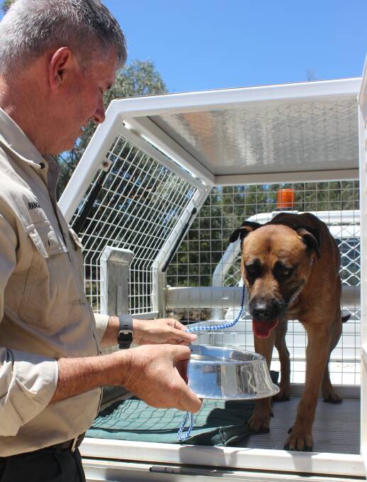 PET CARE: Mid Western Regional Council Ranger Chris Burns has warned pet owners to offer shade, a mat and fresh water on hot days. 