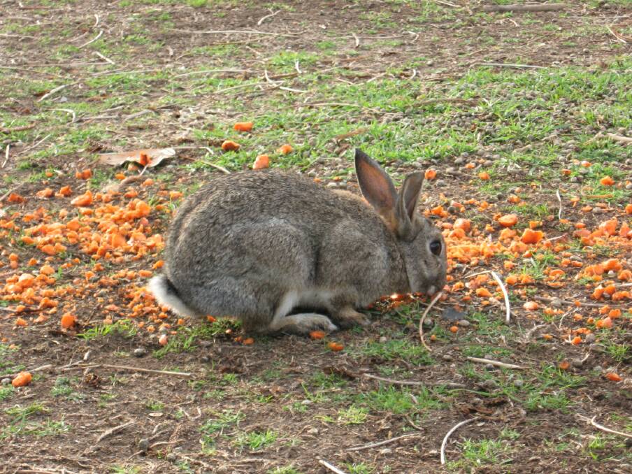 CONTROL: A new strain of rabbit virus will be released. Photo: Supplied.