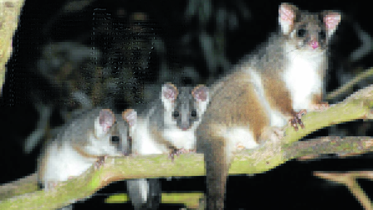 Mudgee S Ringtail Possums Looking For Love Mudgee Guardian Mudgee Nsw
