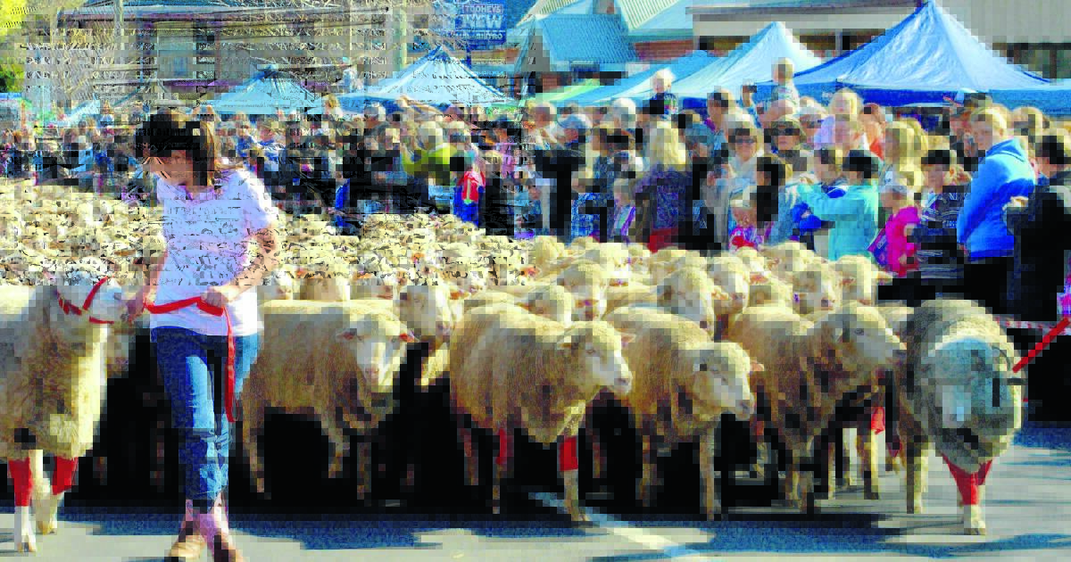 Running of the Sheep a highlight of festival Mudgee Guardian Mudgee