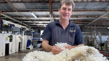 Dan Owens, Nanena, The Lagoon, checks over some of his 16-micron wool during shearing this week. Picture by Karen Bailey.